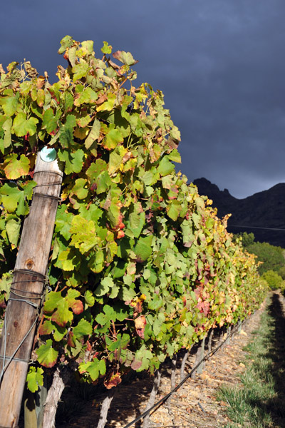 Vineyard, Cape Winelands