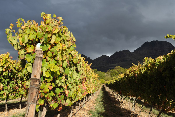 Sunlit vineyards beneath a dark sky, south Stellenbosch winelands