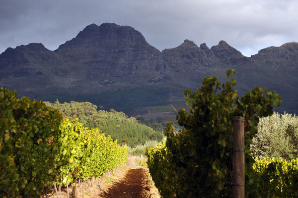 Haskell Vineyards with the Helderberg, Stellenbosch Winelands (South)