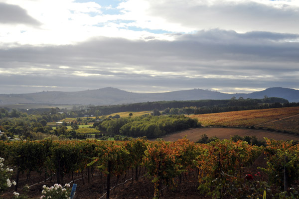 View of the Cape Winelands south of Stellenbosch from Alto Wine Estate