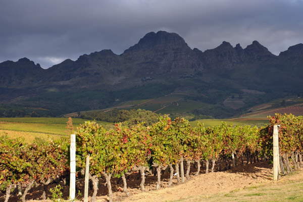 Vineyards of Webersburg with the Helderberg