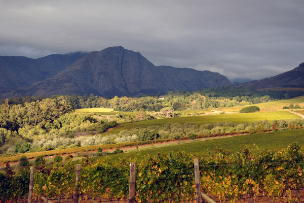 Vineyards, Cape Winelands, Southern Stellenbosch