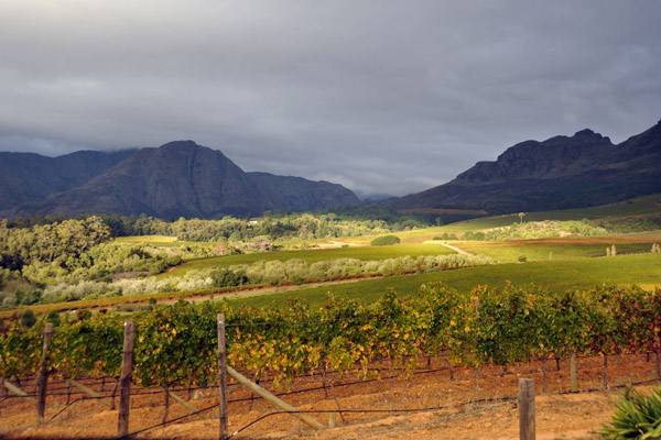 Vineyards, Cape Winelands, Southern Stellenbosch