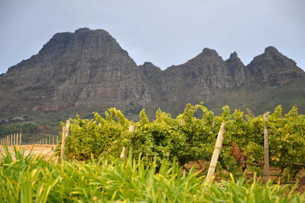 Uva Mira Winery, Stellenbosch