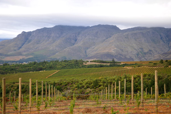 Vineyards of the Uva Mira Winery, Stellenbosch