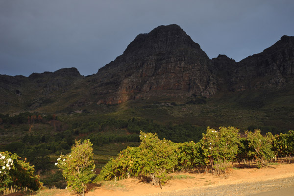 Sunlit vineyard with Helderberg under cloud