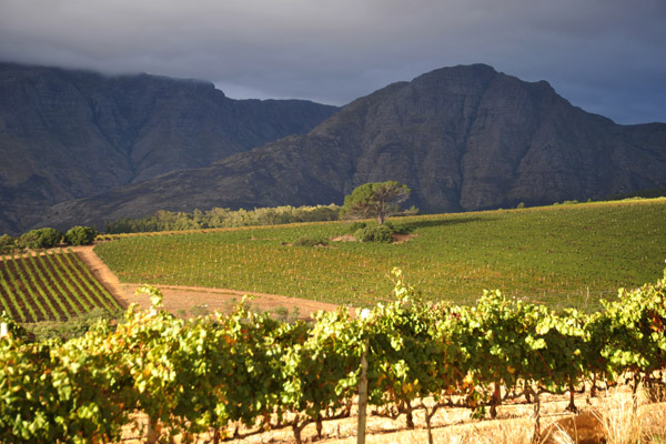 Vineyards of the south Stellenbosch mountains