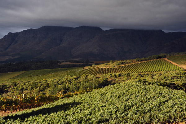 Vineyards of the south Stellenbosch mountains