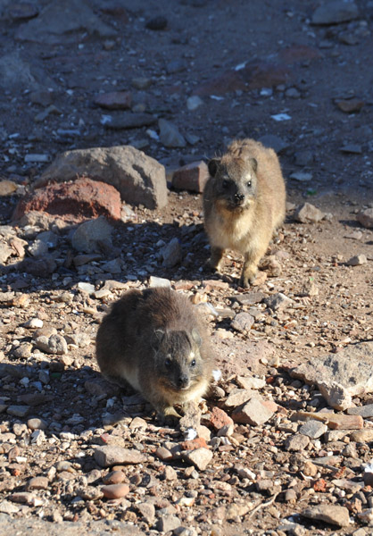 Dassies, Mossel Bay