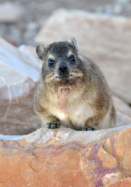 Rock Hyrax (Procavia capensis)