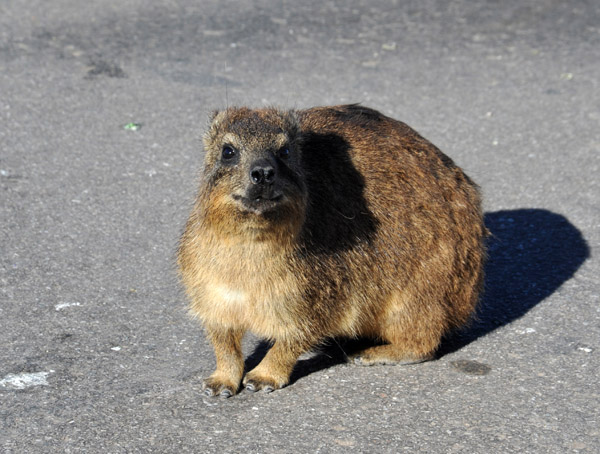 Rock Hyrax (Procavia capensis)