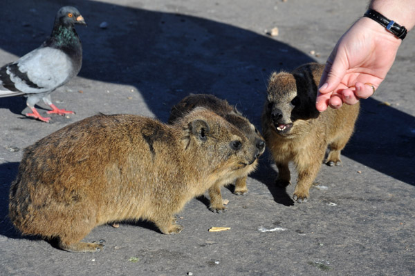 Woman hand-feeding a dassie, Mosselbaai