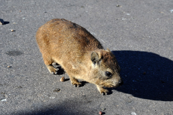 Dassie (Rock Hyrax), Mossel Bay