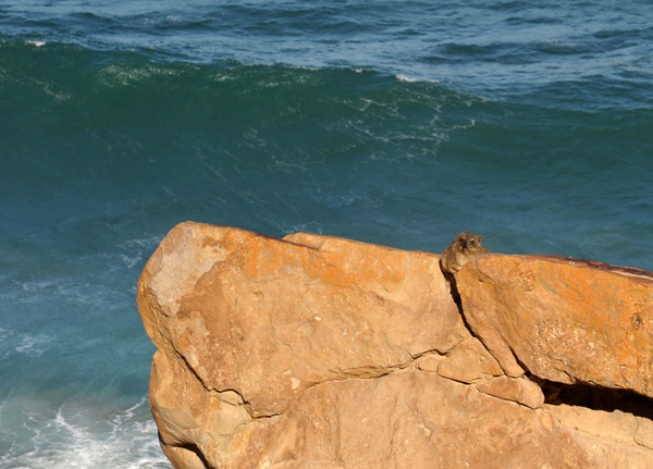 Dassie on a rock, Cape St. Blaize