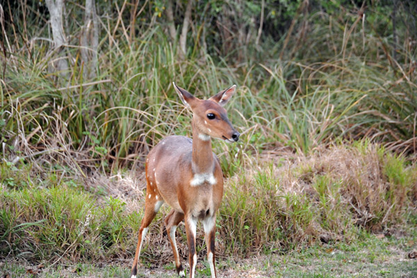 Bushbuck (Tragelaphus sylvaticus), the most widespread antelope in Africa