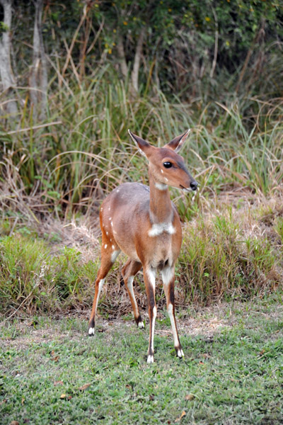 Bushbuck (Tragelaphus sylvaticus)