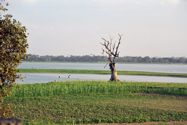 Gnarled old tree on the edge of Taungthaman Lake, Amarapura