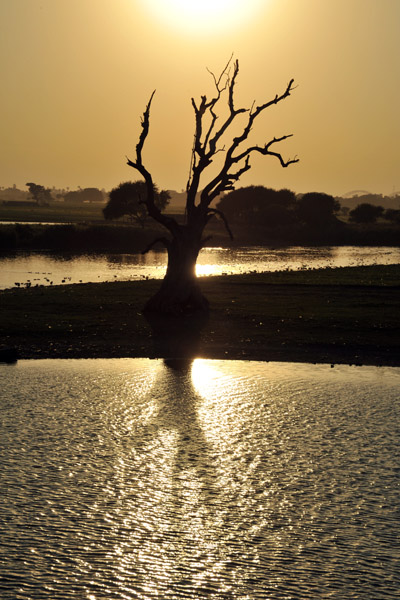 Gnarled tree silhouette, Amarapura