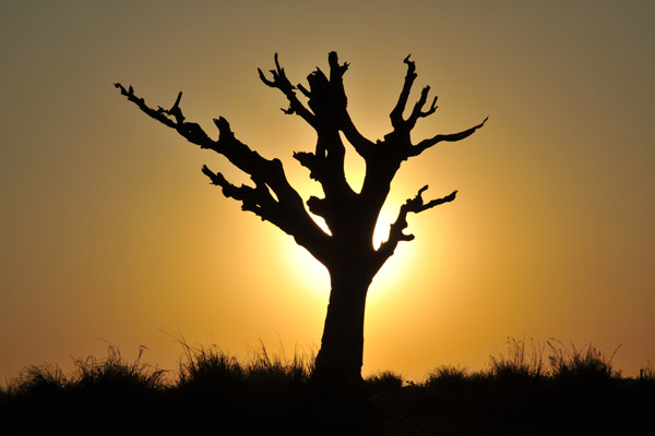 Sunset with tree, Lake Taungthaman, Amarapura