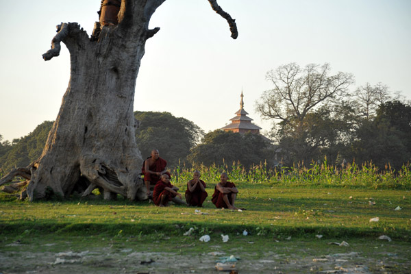 Four monks giving scale to the side of the dead tree by the Teak Bridge