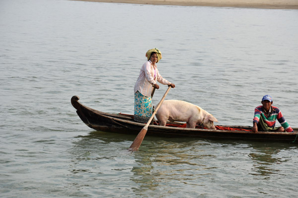 Burmese woman paddling a pig across the Irrawaddy River