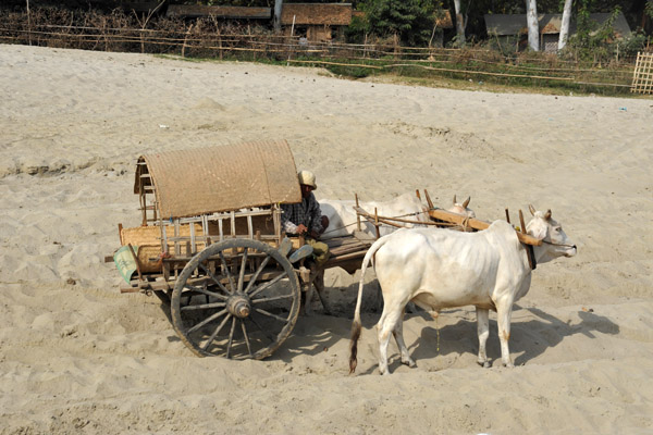 Bullock cart, the taxi of Mingun
