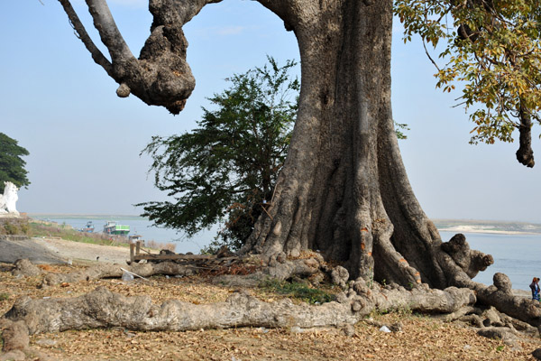 Big tree on the waterfront in Mingun