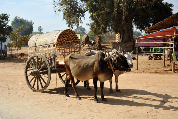 Bullock Cart on Main Street, Mingun