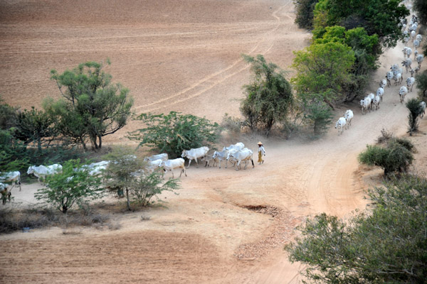 Villagers herding cattle along a dirt road of Bagan
