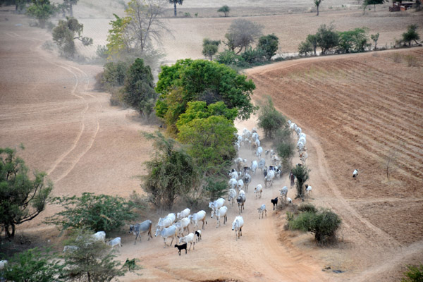 Herd of cattle passing by Pyathada Paya