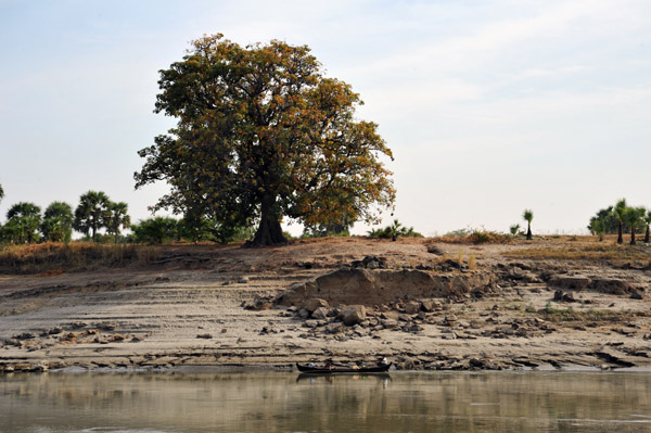 Large tree on the banks of the Irrawaddy