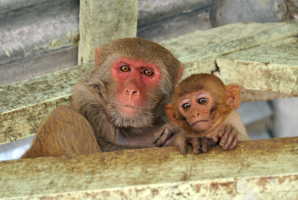 The monkeys of Mt. Popa are Rhesus Macaques
