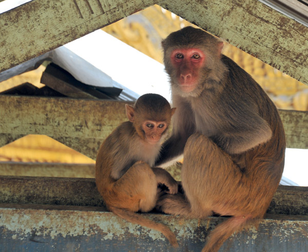 Monkey mother and baby in the rafters above the Mt. Popa stairs
