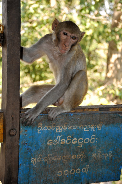 Temple monkey, Mt. Popa