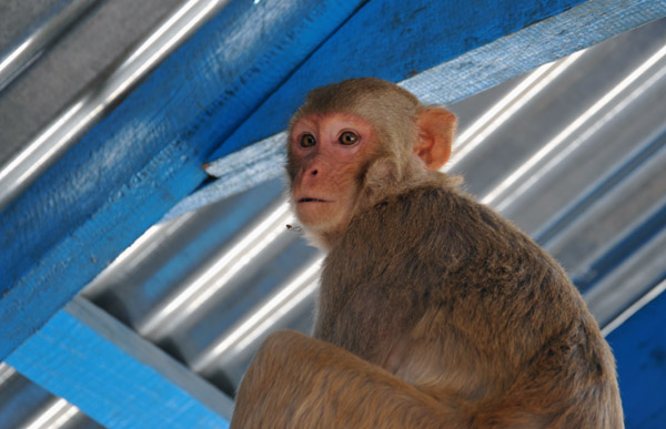 Rhesus Macaque (Macaca mulatta), Mt. Popa