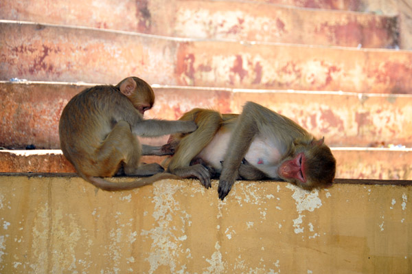 Grooming - Mt. Popa