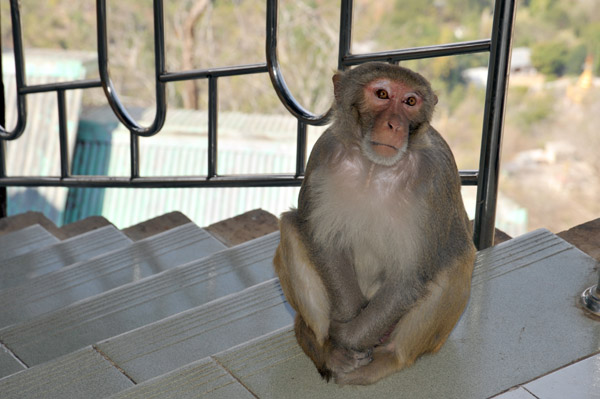 We managed to reach the monastery without the monkeys stealing anything (unlike in Bali!)