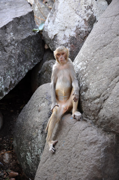 Skinny monkey, Mt. Popa