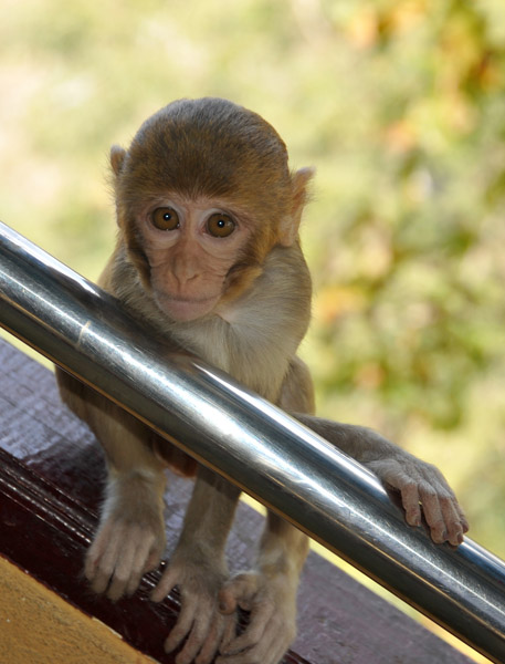 Baby monkey, Mt. Popa