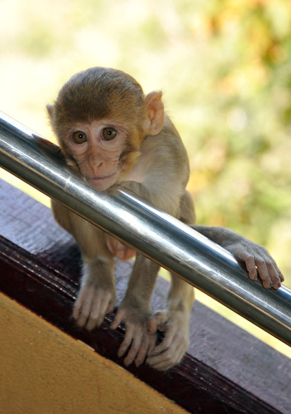 Baby monkey, Mt. Popa
