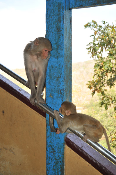 Monkeys on the stairs at Mt. Popa