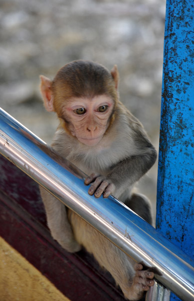 Monkey on the bannister, Mt. Popa