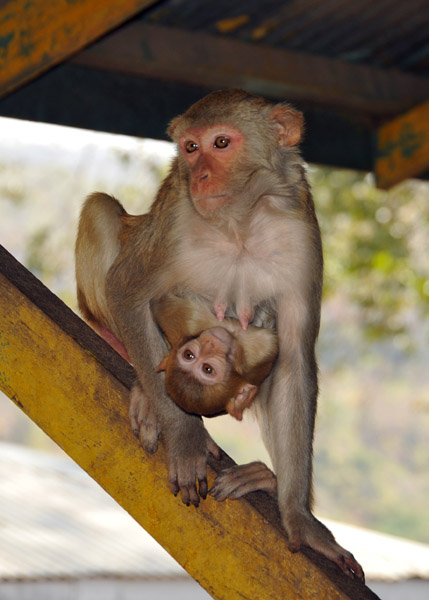 Young monkey holding onto mother