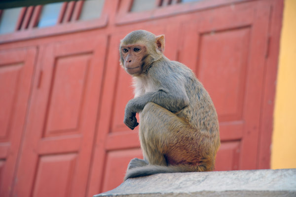 Monkey in the village, Mt. Popa