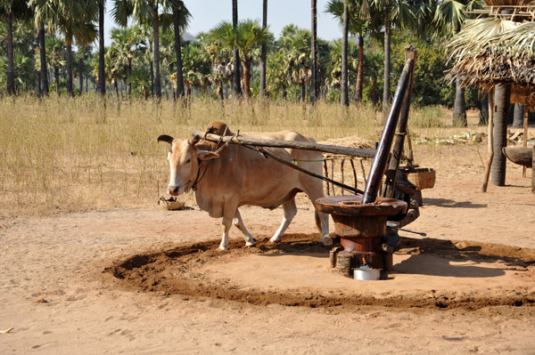The road between Bagan and Mt Popa is lined with a number of places that make palm liquor and sweets