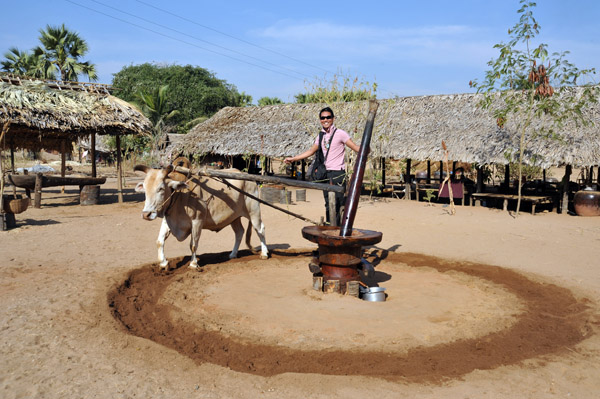Bull-powered grinding wheel