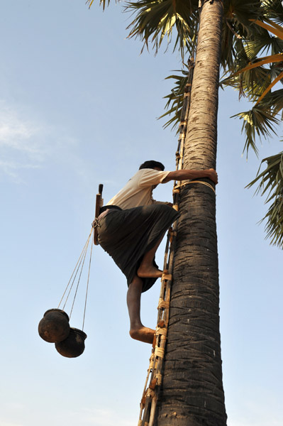 Burmese man climbing a palm