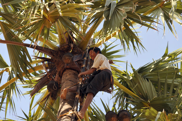 Harvesting fruit from the Asian Palmyra (Toddy Palm)