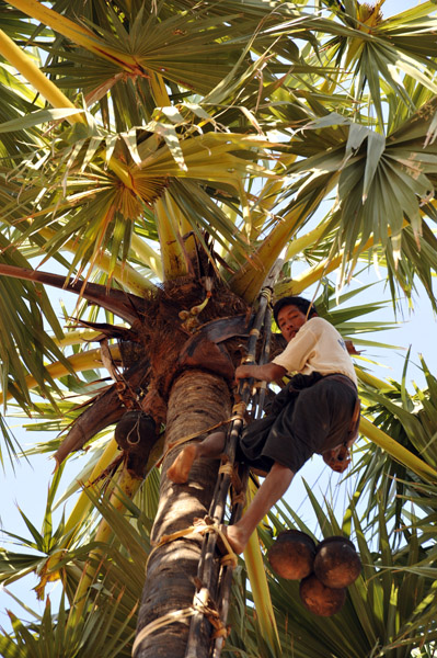Borassus flabellifer, - Asian Palmyra palm, Toddy palm, sugar palm,