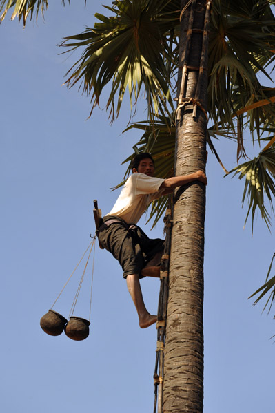 Toddy Palm fruit harvester